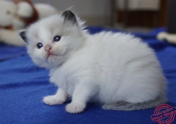 chaton femelle seal bicolour - 24 jours - Chatterie Ragdolls du Val de Beauvoir